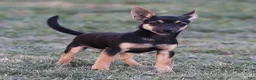 Chihuahua dogs for sale: Preston - Ad 6