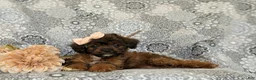 Shihpoo dogs for sale: Addisen - Ad 8