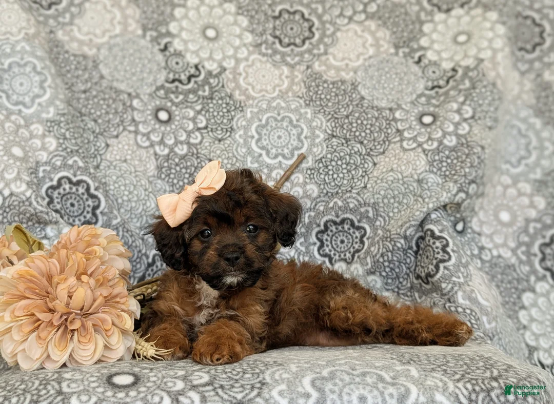 Shihpoo dogs for sale: Addisen - Ad 8