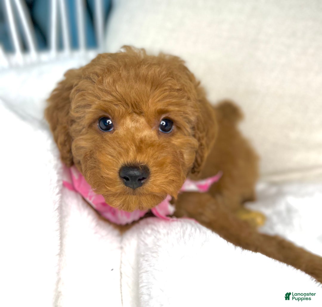 Toy Poodle dogs for sale: Toy Poodle Puppy 2 - Ad 18