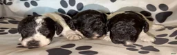 Toy Poodle dogs for sale: Chester  - Ad 5