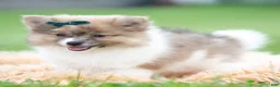 Pomeranian dogs for sale: Conrad - Ad 3