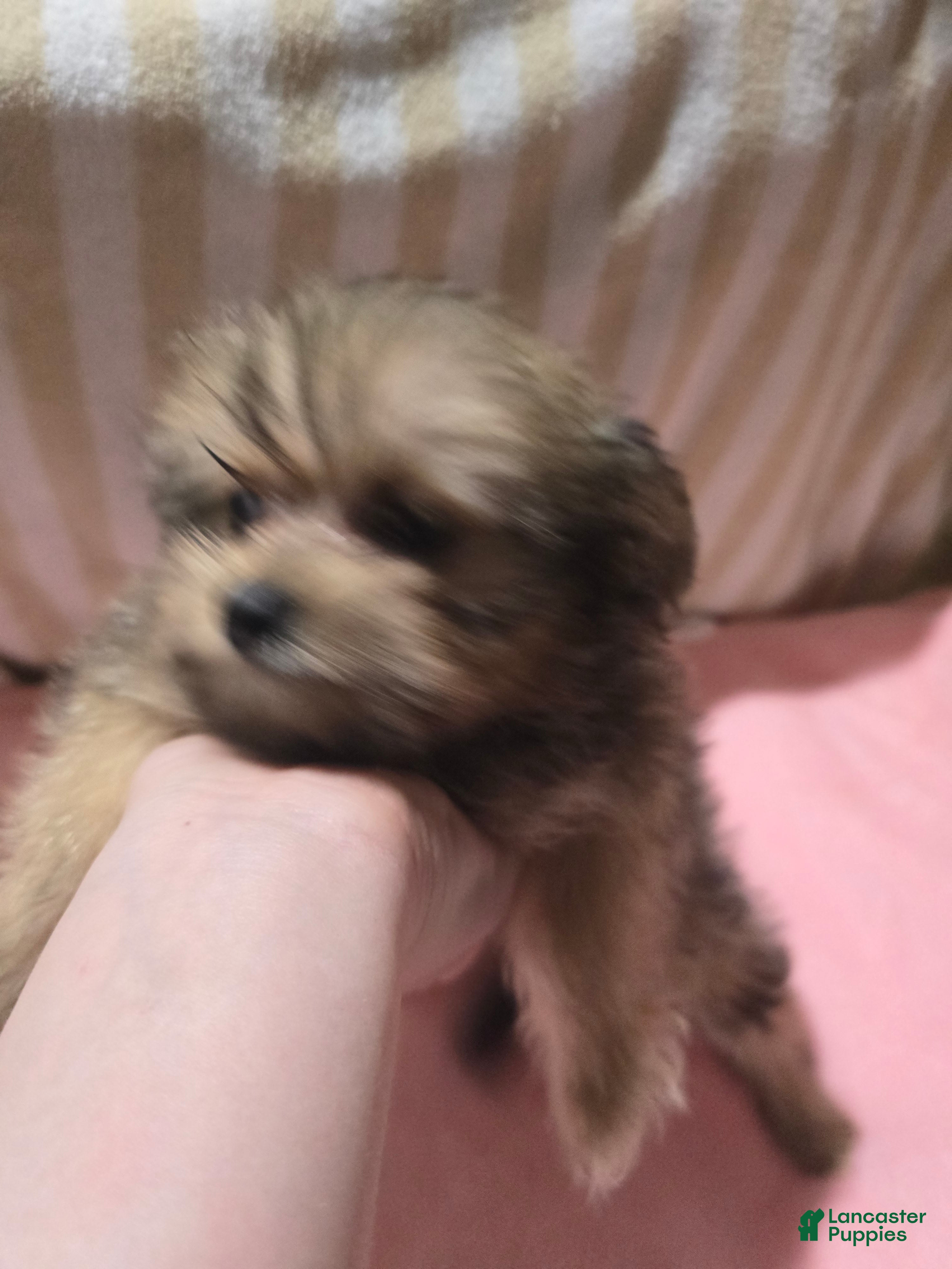 Pomeranian dogs Sally - Ad 31