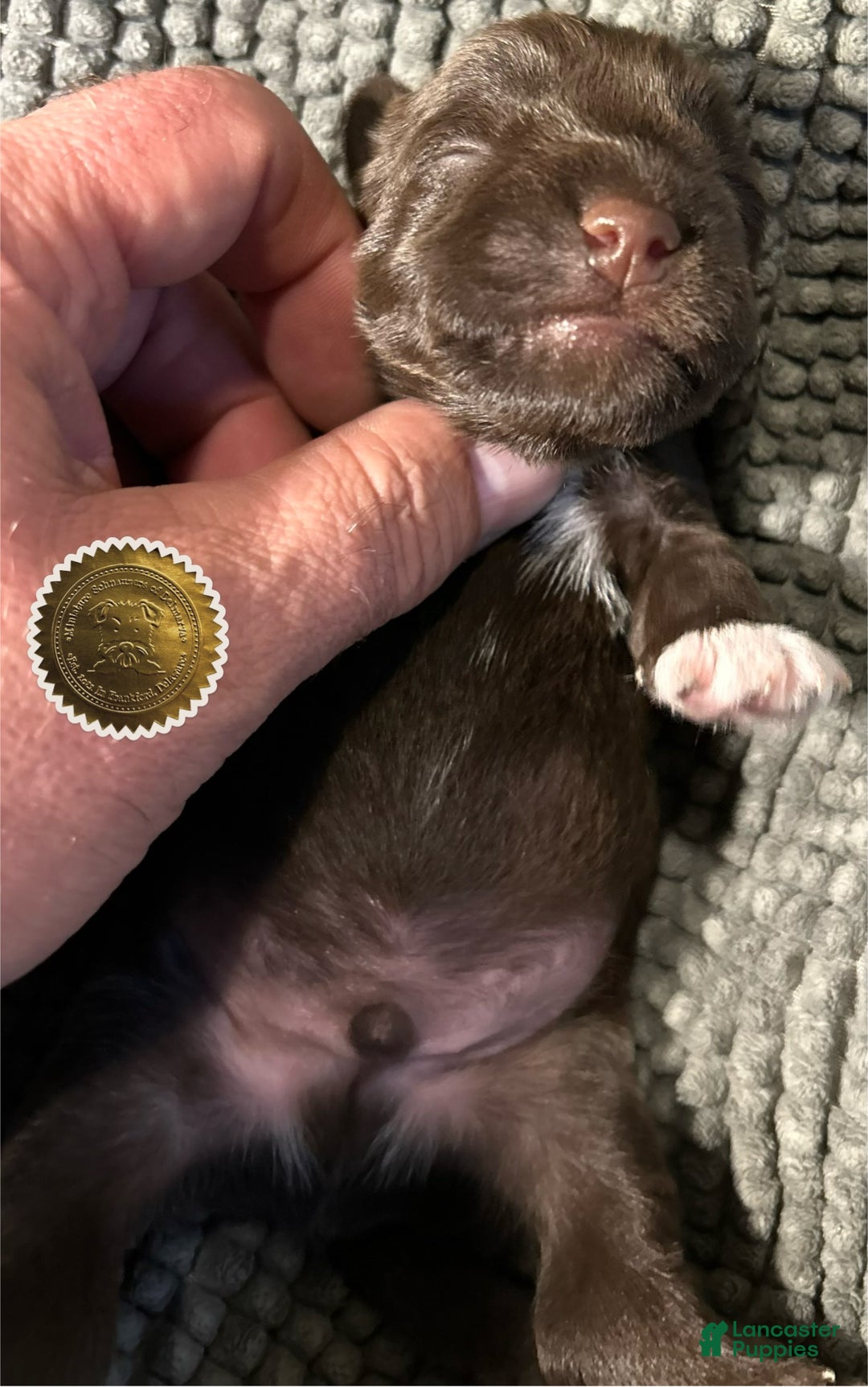 Miniature Schnauzer dogs for sale: Miniature Schnauzer Puppy 1 - Ad 4