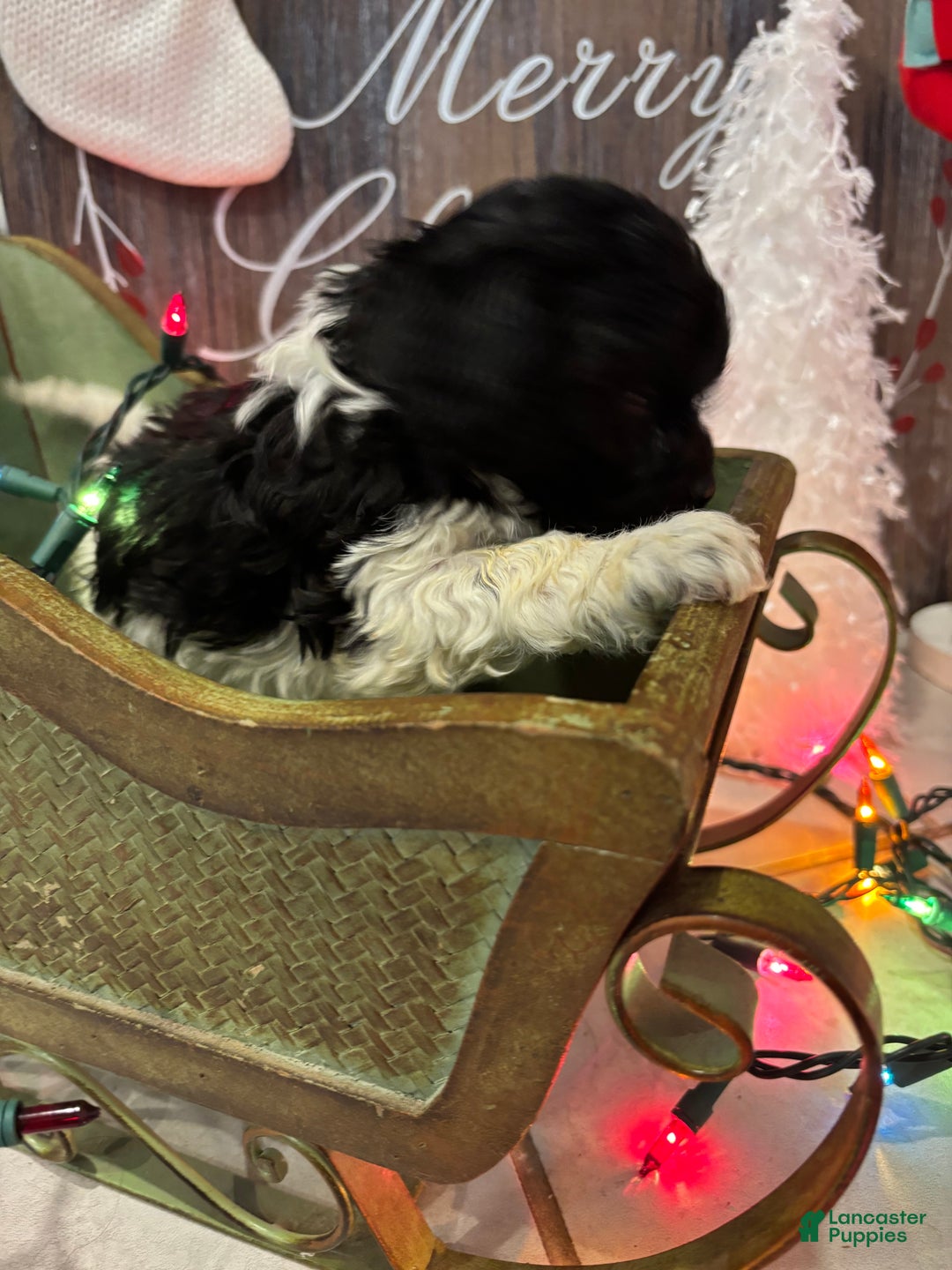 Cockapoo dogs for sale: Cockapoo Puppy 1 - Ad 7