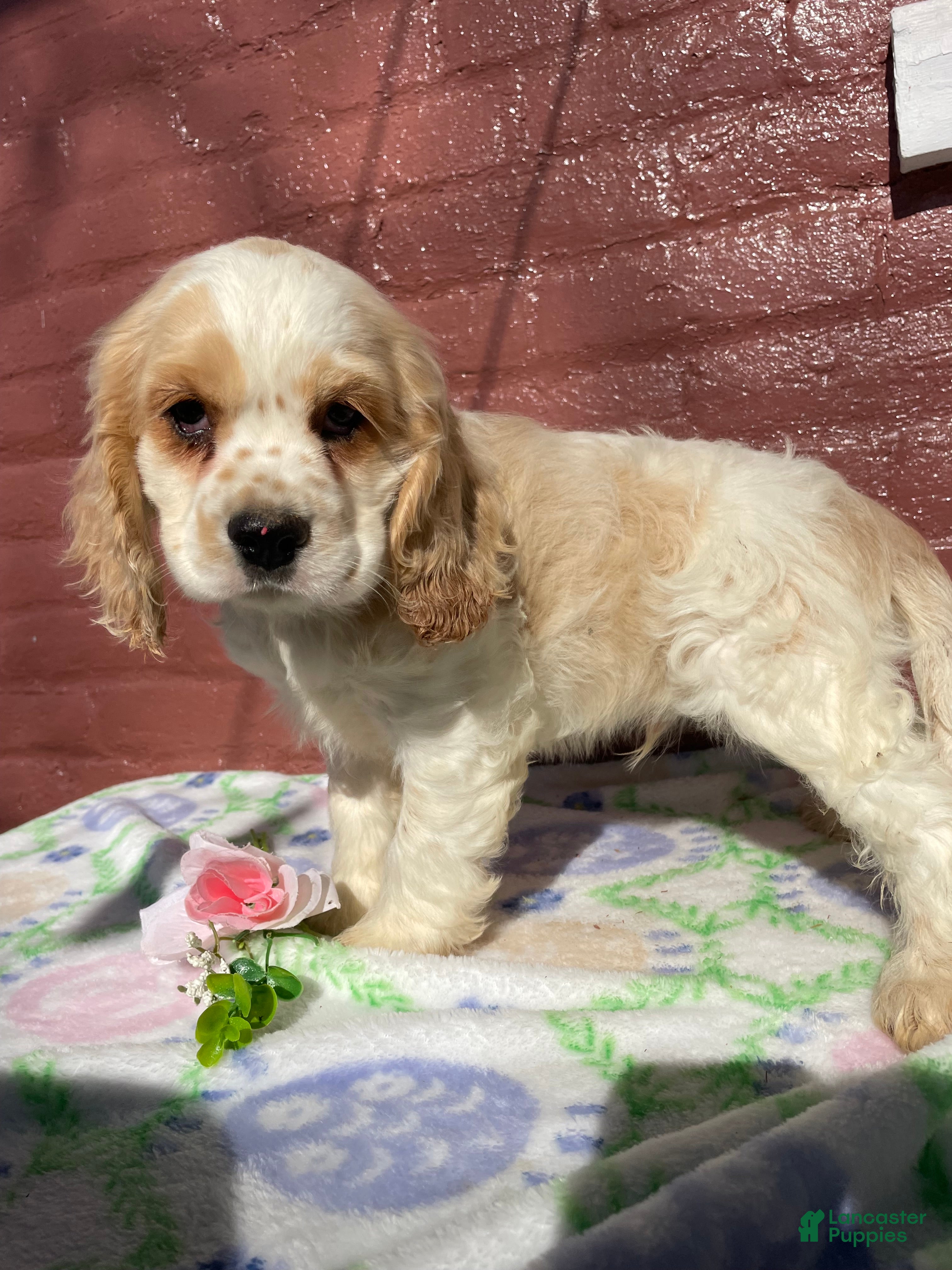 Cocker Spaniel dogs Henry - Ad 34