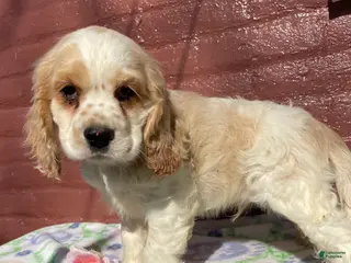 Cocker Spaniel dogs Henry - Ad 42