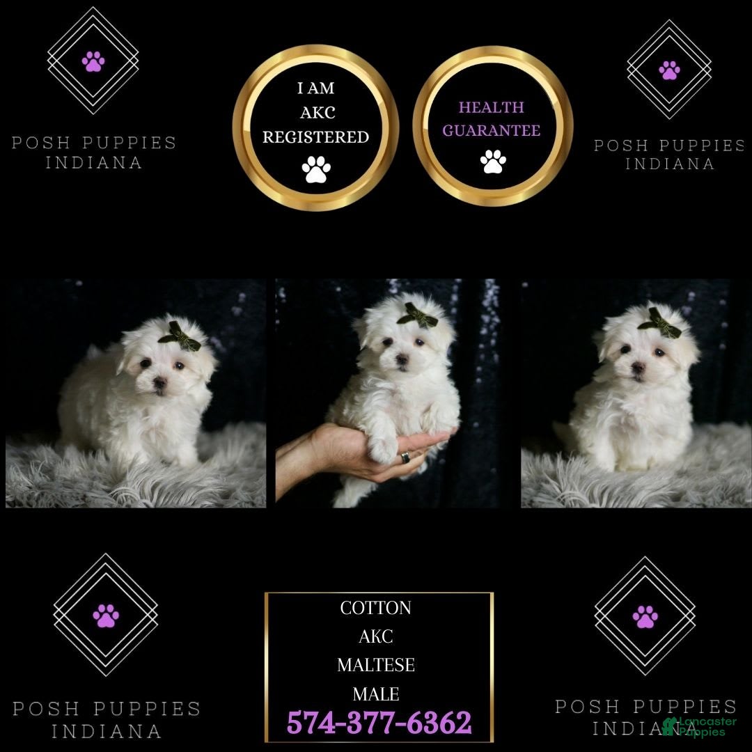 Maltese dogs for sale: Cotton - Ad 3