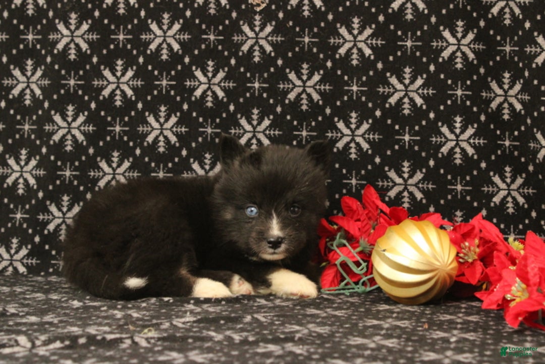 Pomsky dogs for sale: Vincent - Ad 3