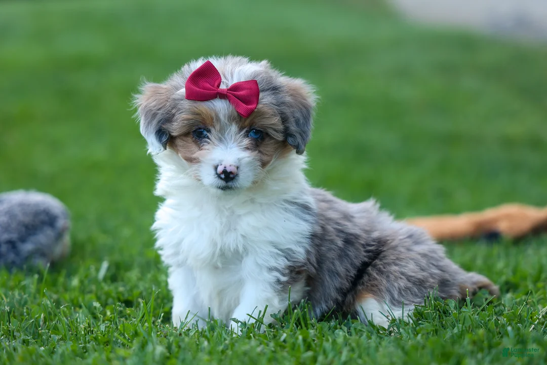 Corgipoo dogs for sale: NANCY - Ad 1