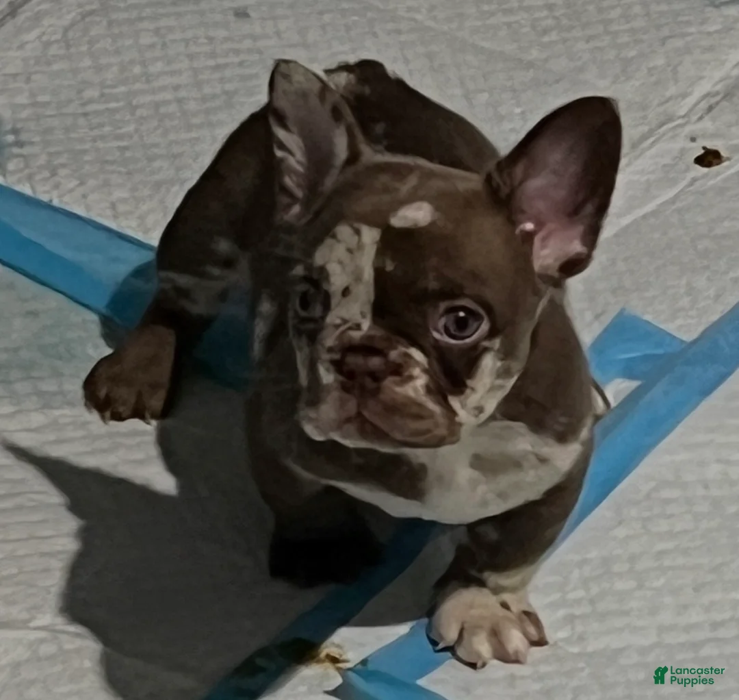 French Bulldog dogs for sale: 2 face  - Ad 2