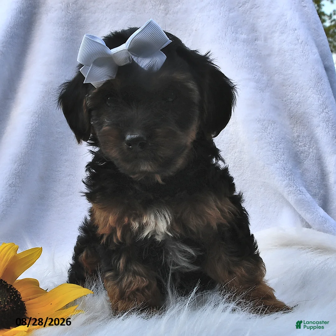 Morkie dogs for sale: Princess  - Ad 2