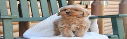 Mini Goldendoodle dogs for sale: Teddy - Ad 2