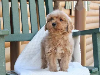 Mini Goldendoodle dogs Teddy - Ad 41