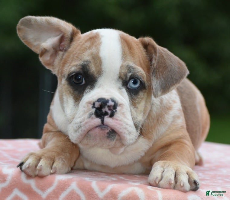 Mixed Breed dogs Willow mini bulldog hybrid  - Ad 1