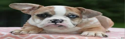 Mixed Breed dogs for sale: Willow mini bulldog hybrid  - Ad 1