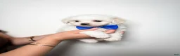 Maltipoo dogs for sale: Teacup Korean Maltipoo - Ad 1