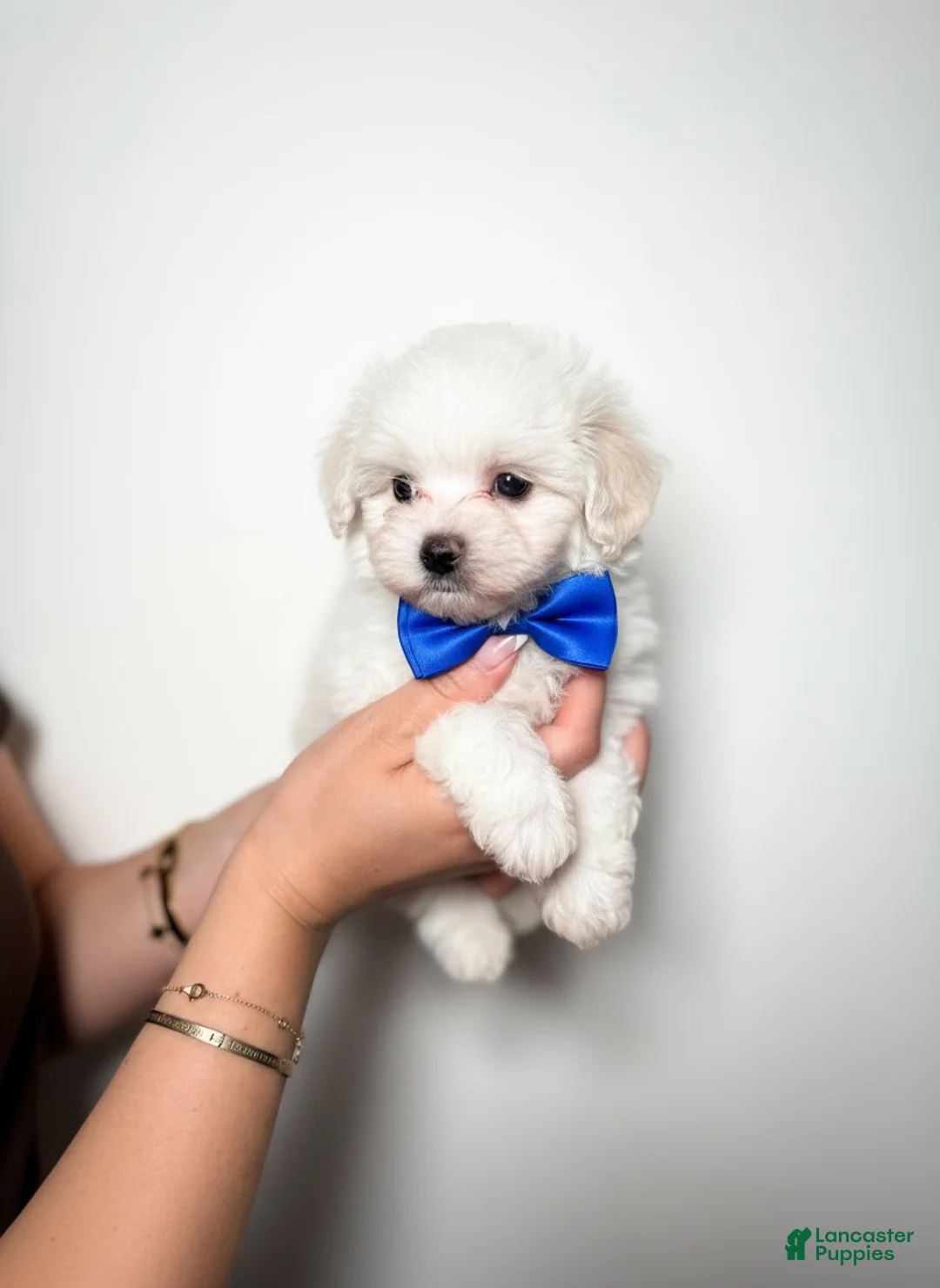 Maltipoo dogs for sale: Teacup Korean Maltipoo - Ad 1