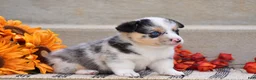 Welsh Corgi Pembroke dogs for sale: Tiffany - Ad 3