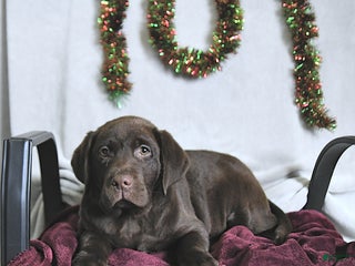 Labrador Retriever dogs Tanner - Ad 14