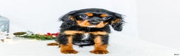 Cavalier King Charles Spaniel dogs for sale: Kringle - Ad 4