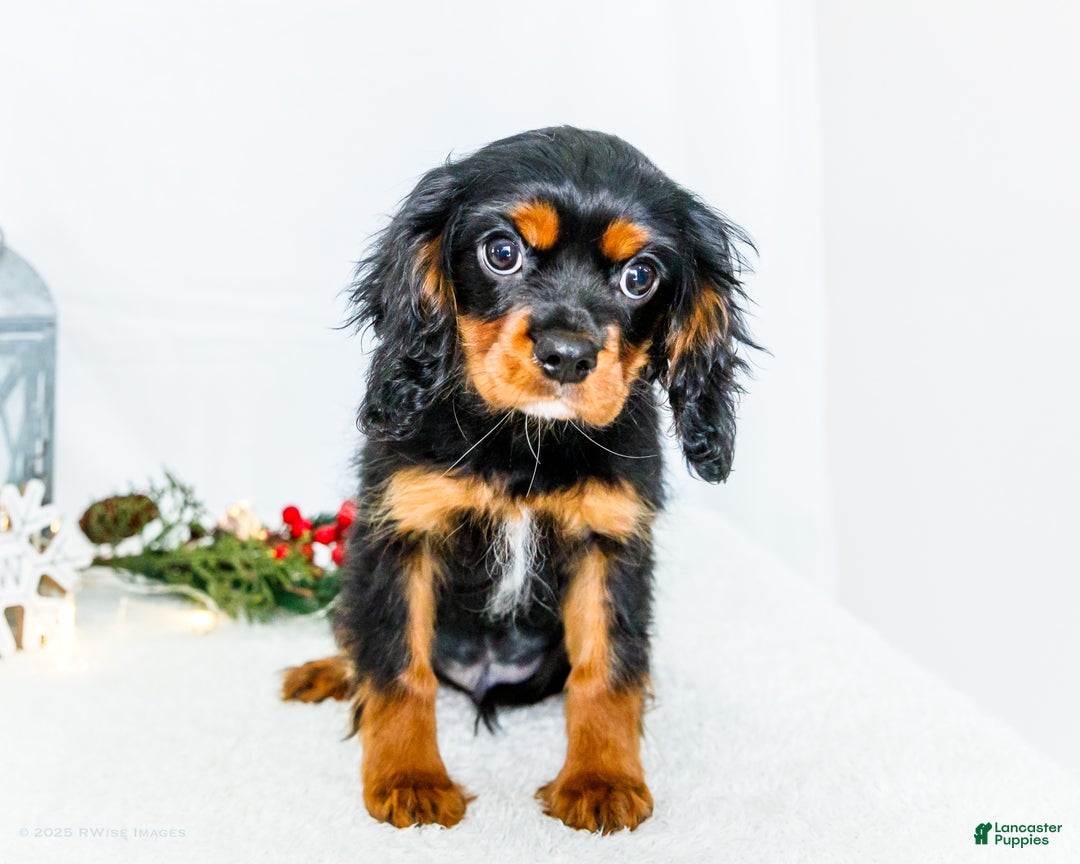 Cavalier King Charles Spaniel dogs for sale: Kringle - Ad 4