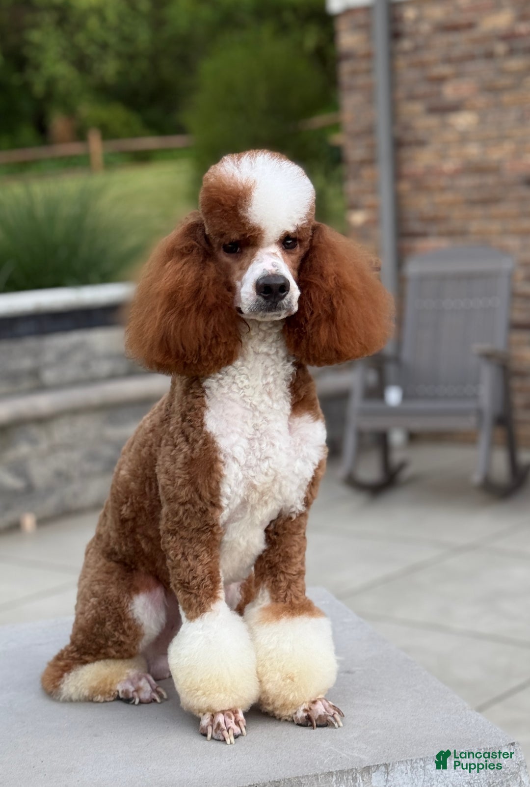 Goldendoodle dogs for sale: Piper - Ad 12