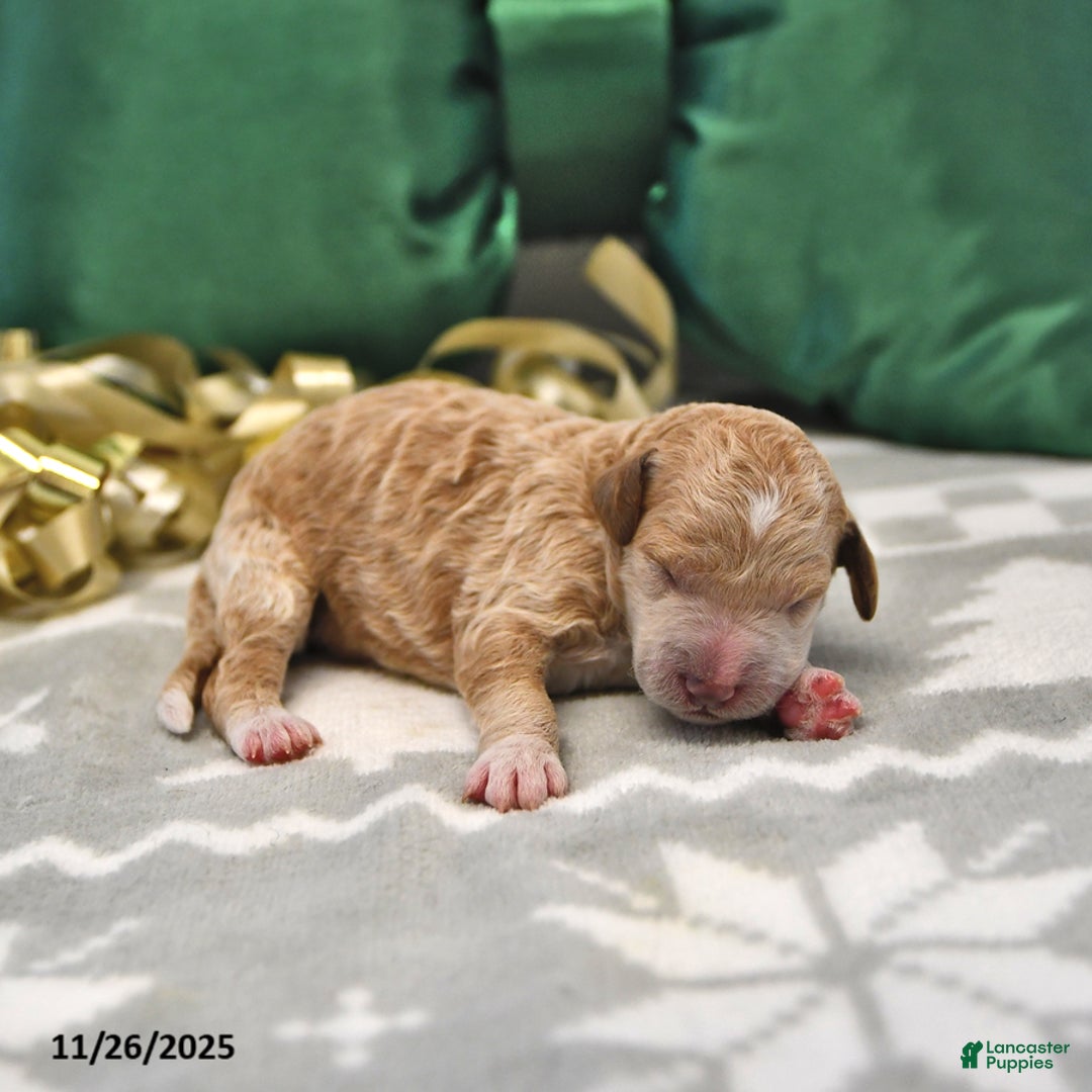 Mini Goldendoodle dogs for sale: Flora   - Ad 1