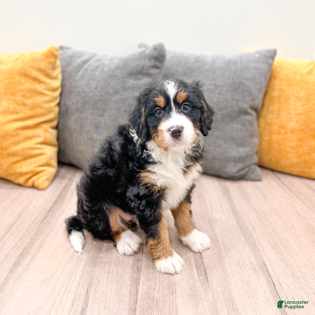 Mini Bernedoodle dogs for sale: Rose - Ad 8
