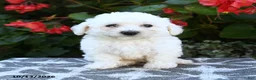 Bichon Frise dogs for sale: Octavia - Ad 3