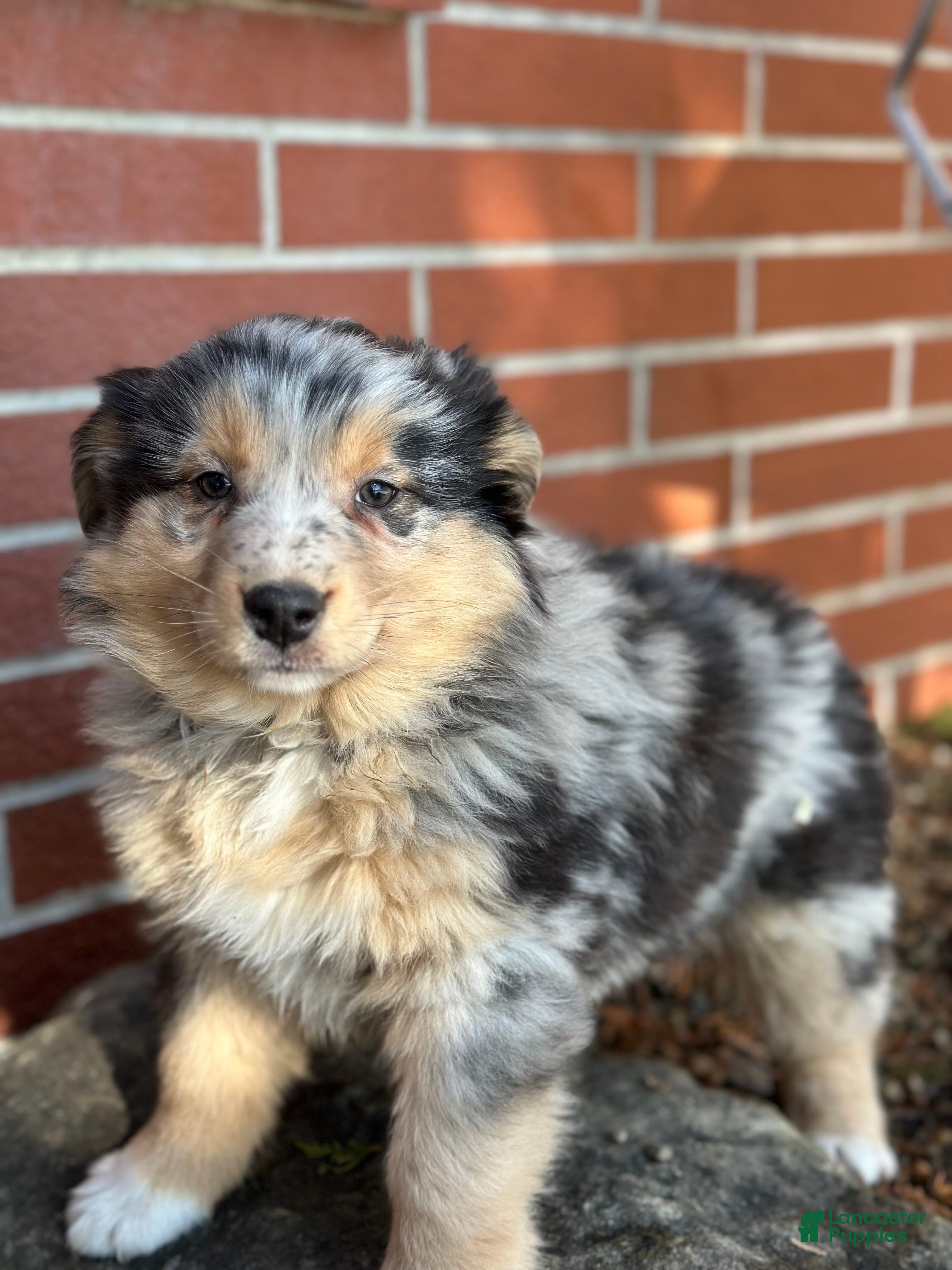 Australian Shepherd dogs Sage - Ad 2