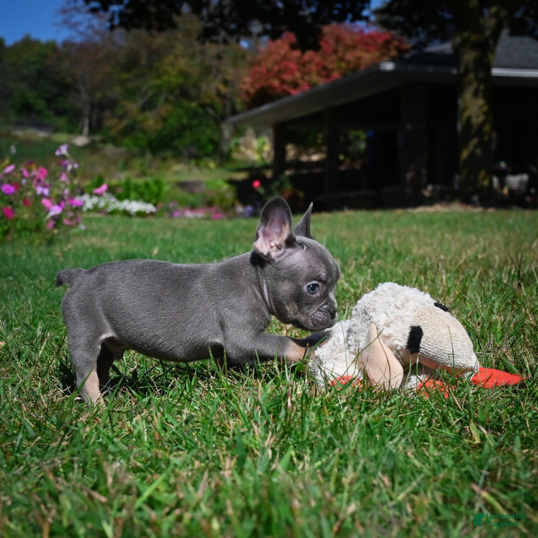 French Bulldog dogs for sale: Charlie - Ad 11