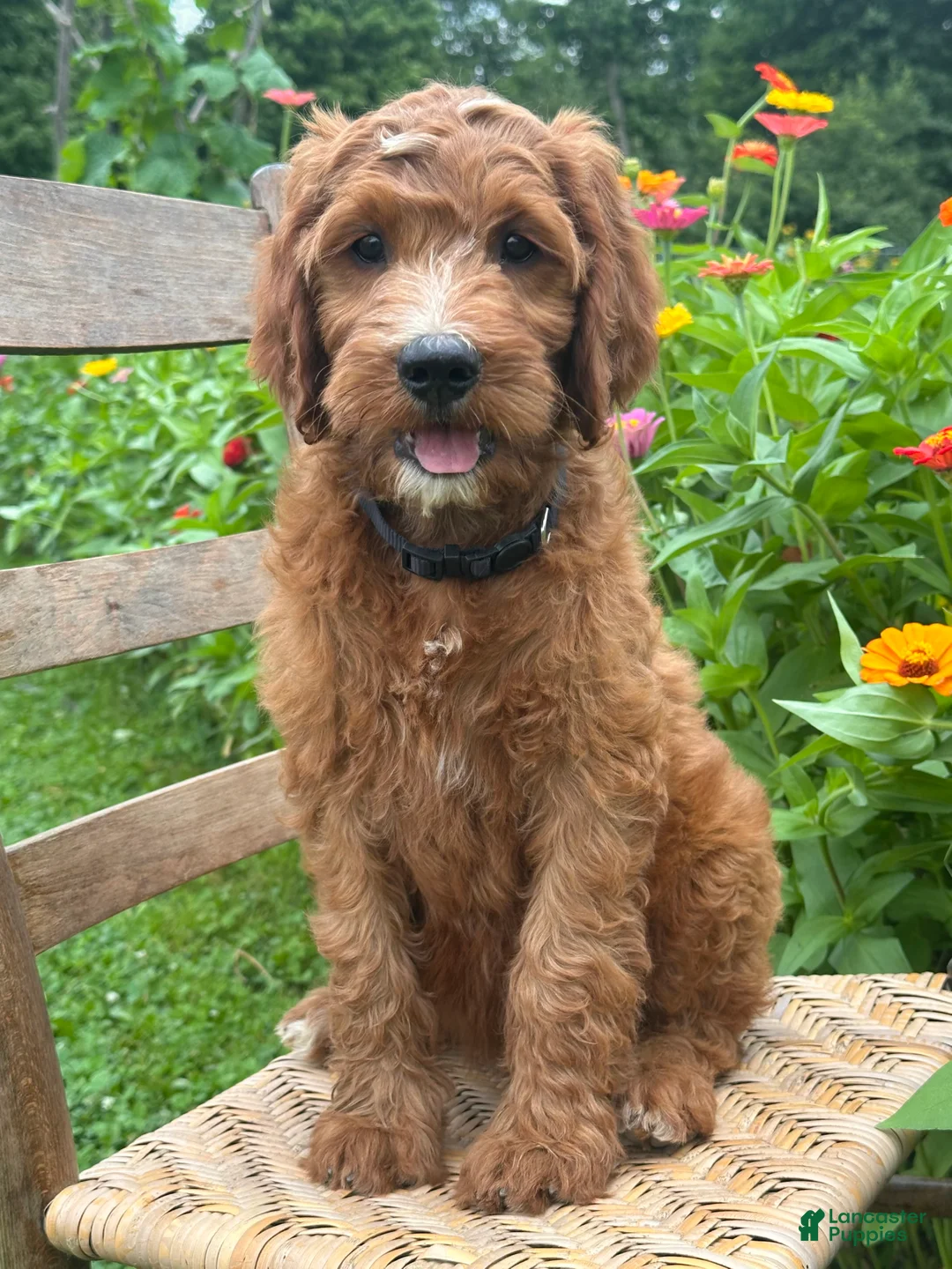 Irish Doodle dogs for sale: Maple - Ad 2