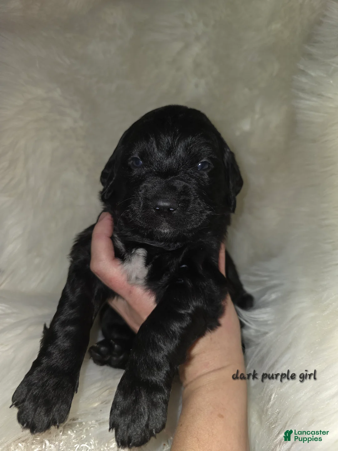 Mixed Breed dogs for sale: Mixed Breed Puppy 11 - Ad 1