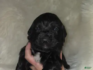 Mixed Breed dogs Mixed Breed Puppy 11 - Ad 41