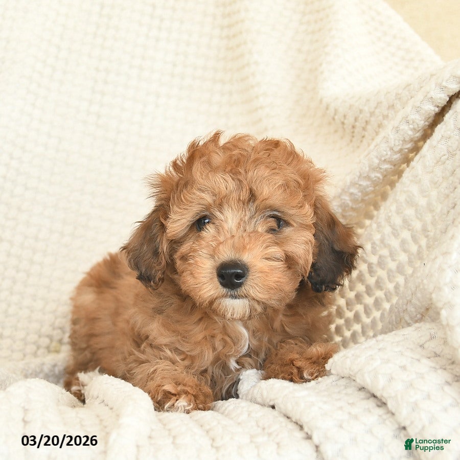 Miniature Poodle dogs Butterscotch - Ad 2