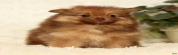 Pomeranian dogs for sale: Nutmeg - Ad 6