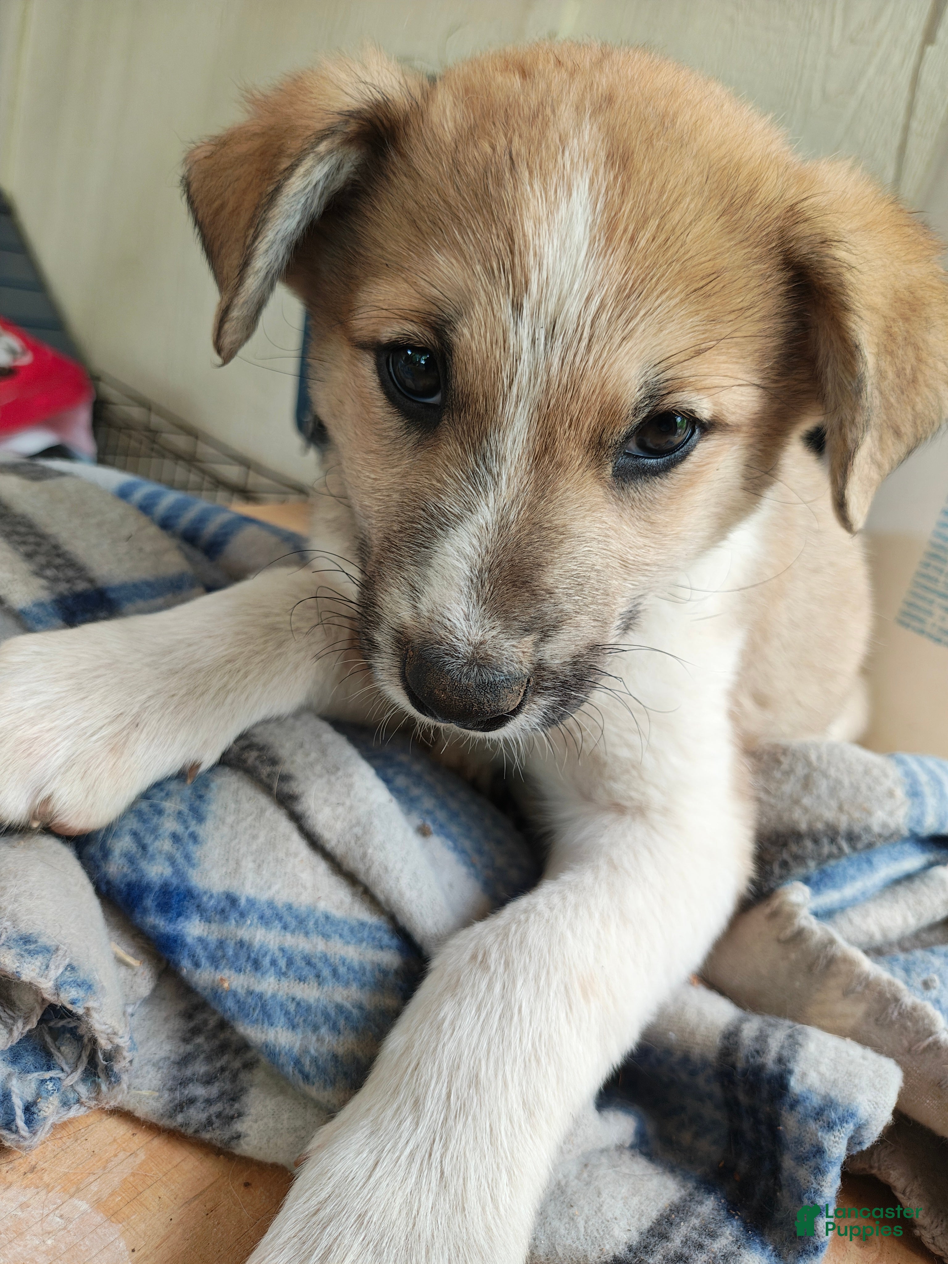 Mixed Breed dogs Amelie  - Ad 7