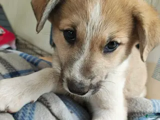 Mixed Breed dogs Amelie - Ad 7