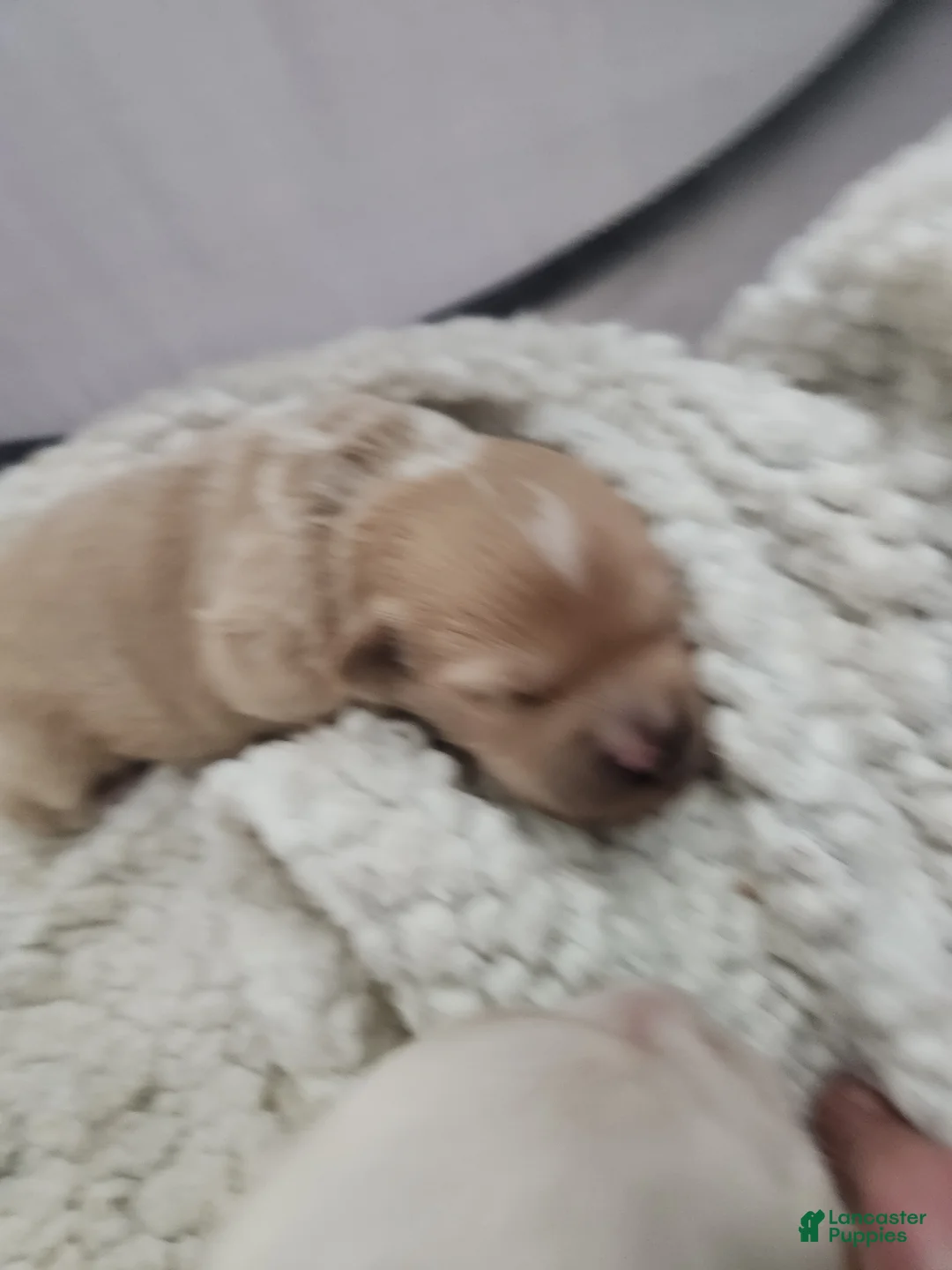 Maltipoo dogs for sale: Maltipoo Puppy 1 - Ad 4