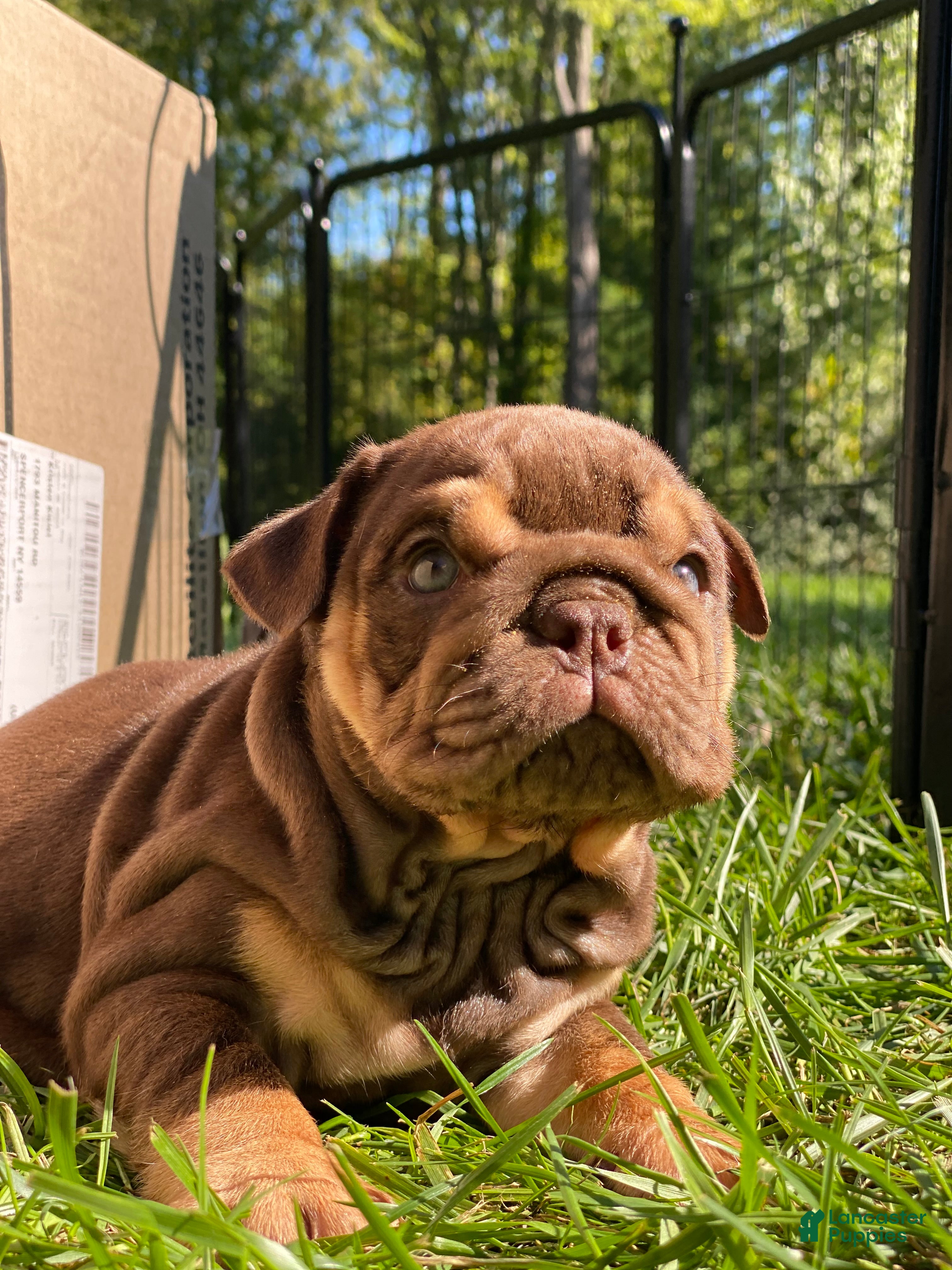 English Bulldog dogs Fire Ball - Ad 10