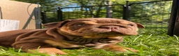 English Bulldog dogs for sale: Fire Ball - Ad 1