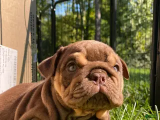 English Bulldog dogs Fire Ball - Ad 15