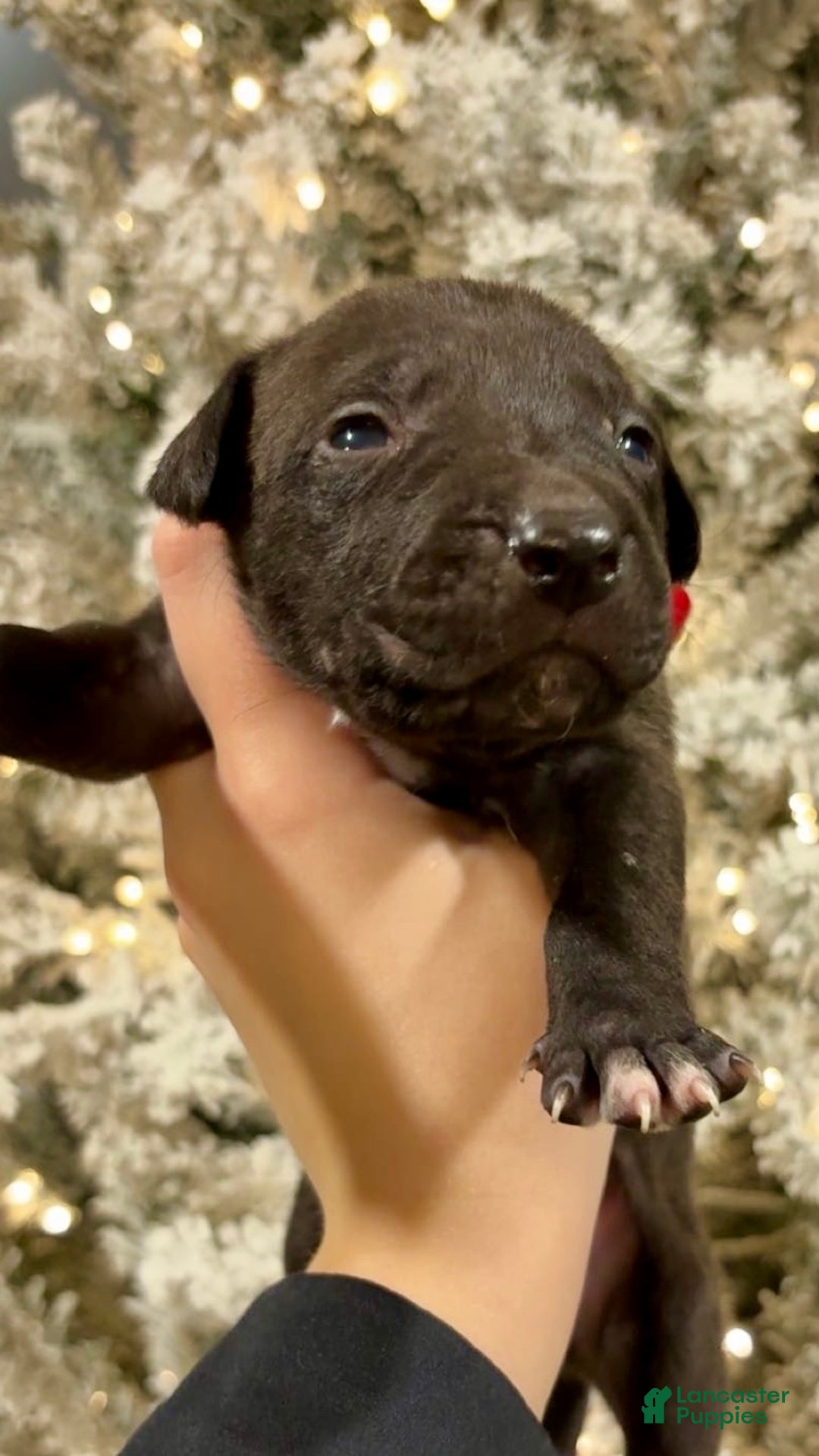 Mixed Breed dogs for sale: Jasmine - Ad 1