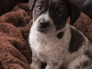 Australian Shepherd dogs Milo - Ad 2