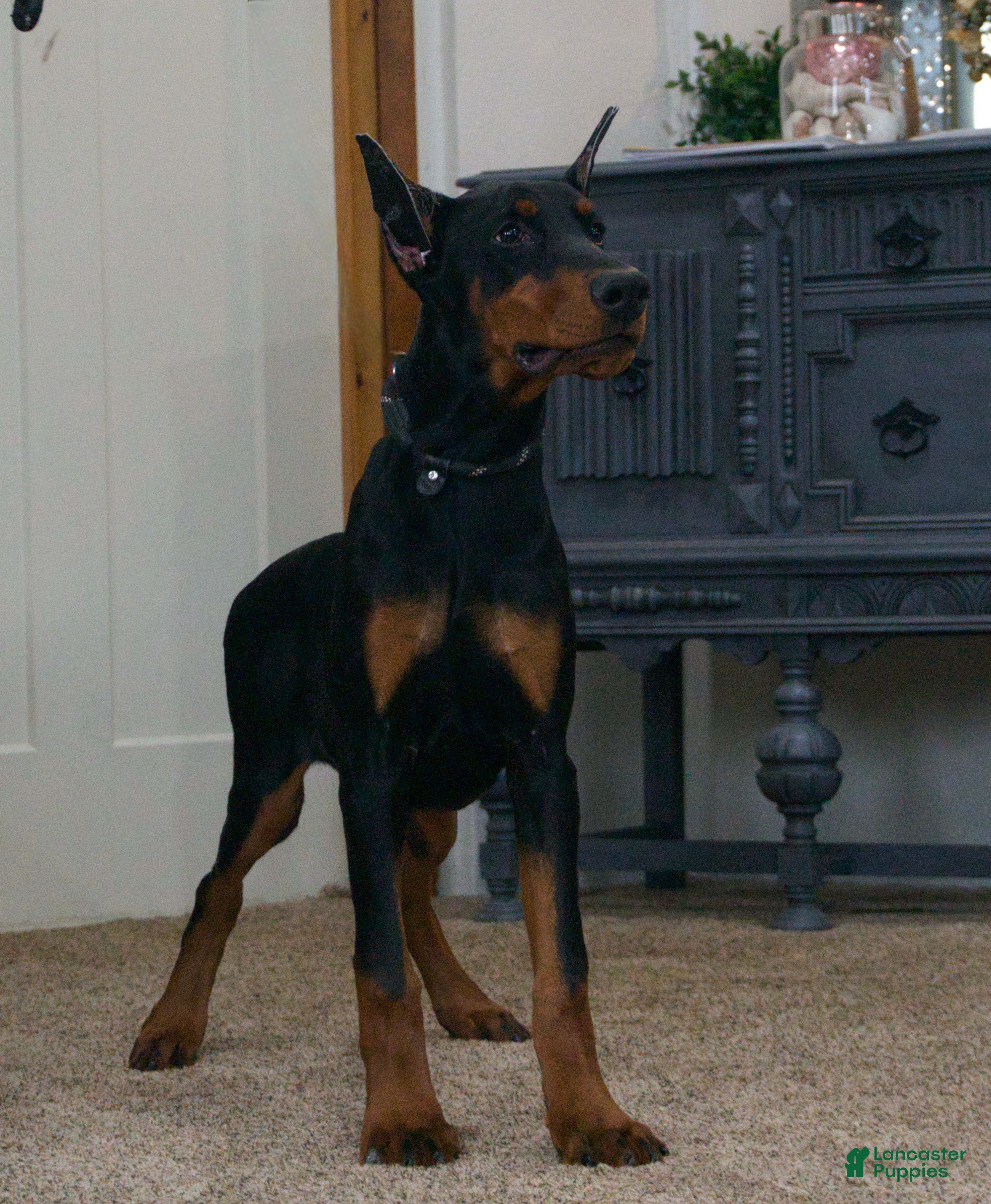 Doberman Pinscher dogs Mercedes AKC European Doberman Pinscher - Ad 2