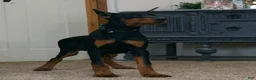 Doberman Pinscher dogs for sale: Mercedes AKC European Doberman Pinscher - Ad 2