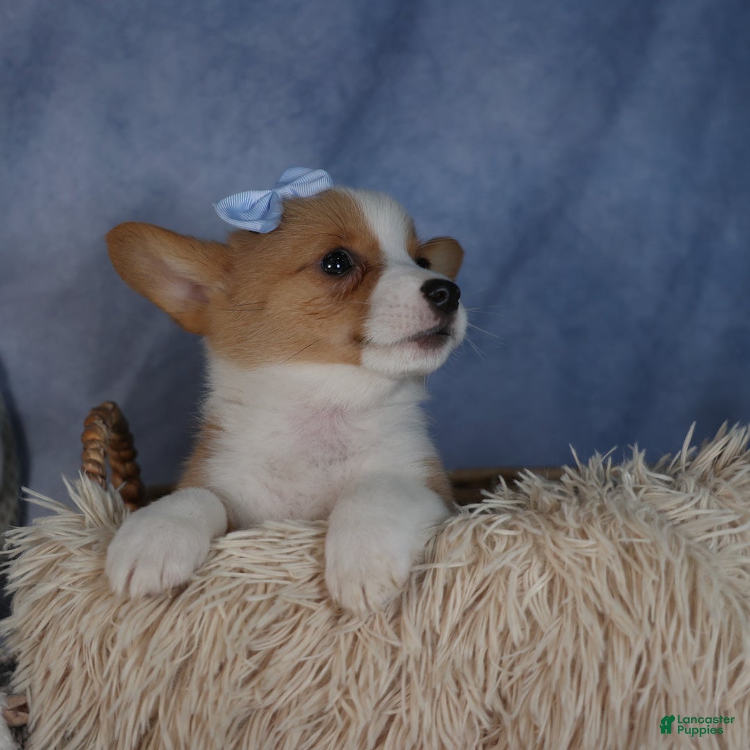 Welsh Corgi Pembroke dogs for sale: Diana - Ad 8