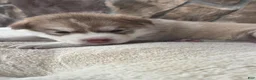 Siberian Husky dogs for sale: Georgia  - Ad 7