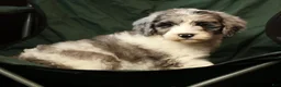 Sheepadoodle dogs for sale: Bella - Ad 8